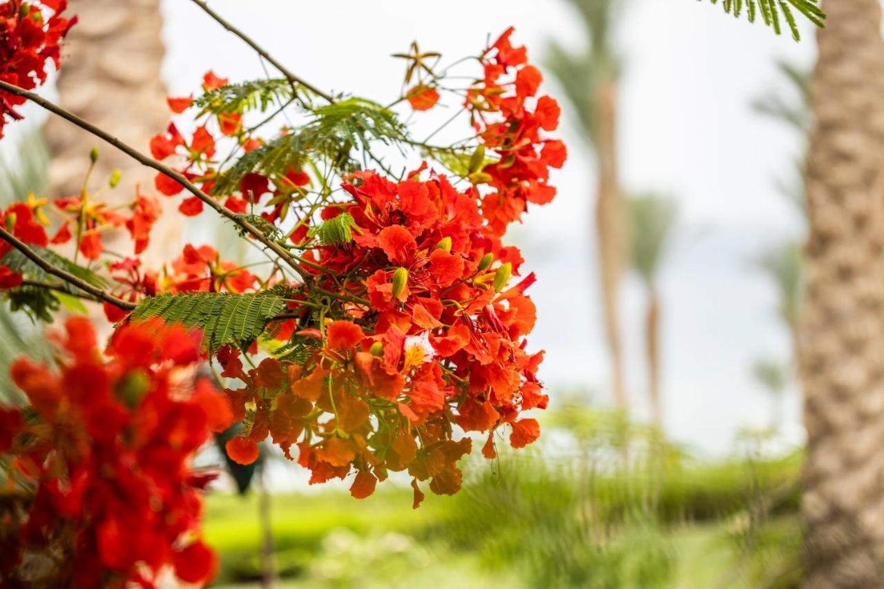 Four Seasons Resort Sharm El Sheikh Private Residential Villa & Chalet - Egypt Eksteriør bilde